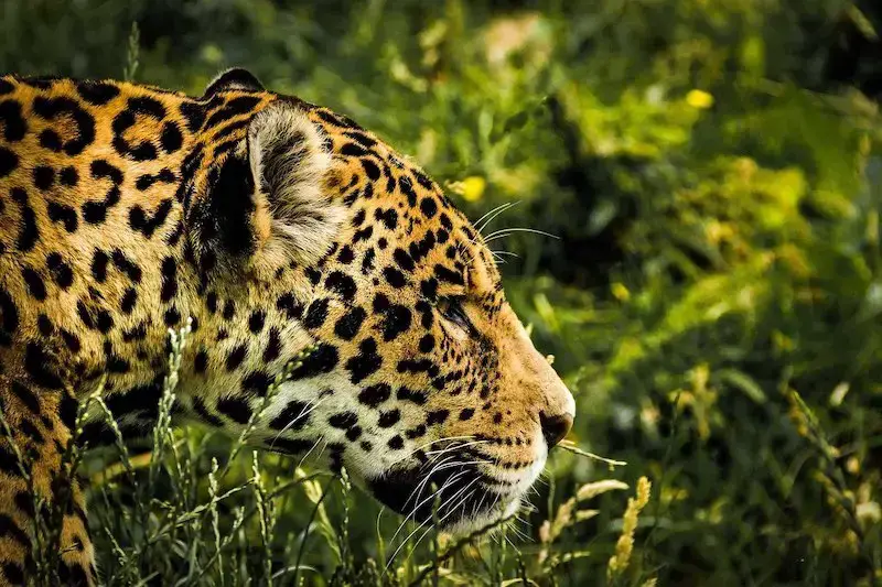 Los 11 animales más peligrosos que puede encontrar en Costa Rica Los 11 animales más peligrosos que puede encontrar en Costa Rica