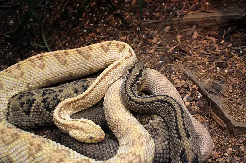 Los 11 animales más peligrosos que puede encontrar en Costa Rica Los 11 animales más peligrosos que puede encontrar en Costa Rica