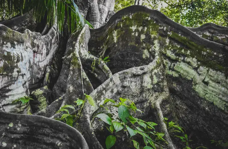 Los 11 animales más peligrosos que puede encontrar en Costa Rica Los 11 animales más peligrosos que puede encontrar en Costa Rica