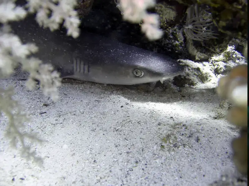 ¿Hay tiburones en Bali? 9 especies a tener en cuenta