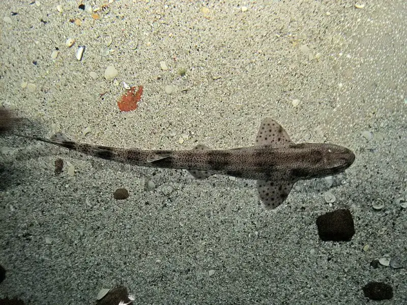 ¿Hay tiburones en el océano Atlántico? 11 especies que puedes encontrar