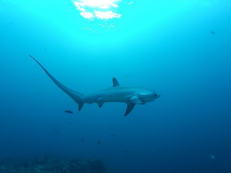 ¿Hay tiburones en el Mar Negro? 5 especies que podrías encontrar