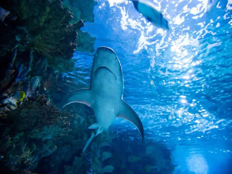 ¿Hay tiburones en el Océano Índico? 7 especies comunes