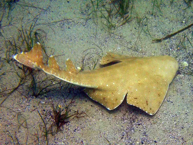 ¿Hay tiburones en el mar Egeo? 7 especies que puedes encontrar