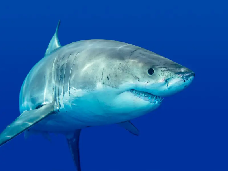 ¿Hay tiburones en Australia? 7 especies que podrías encontrar