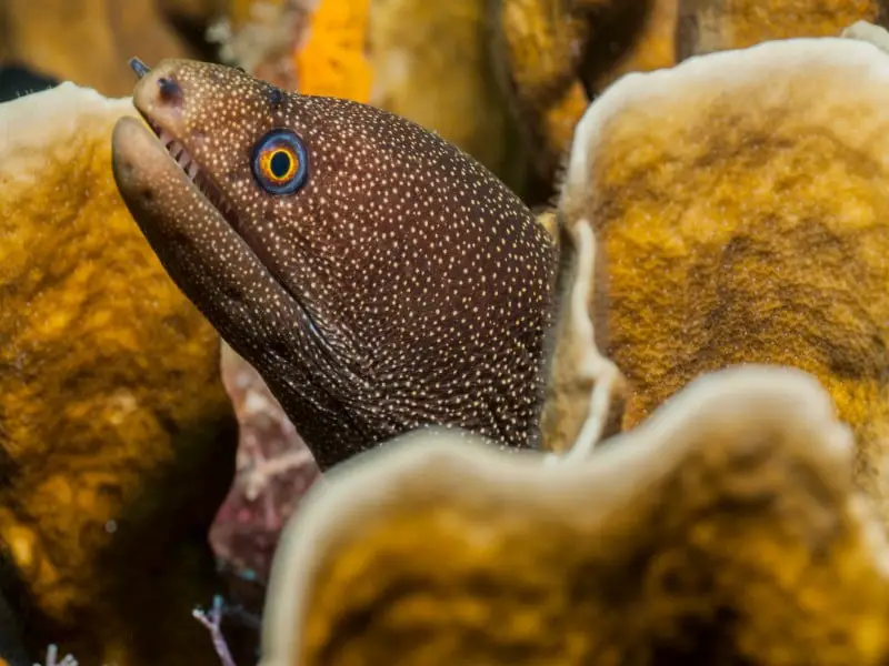 Los 11 animales más peligrosos de Hawái (fauna silvestre mortal)