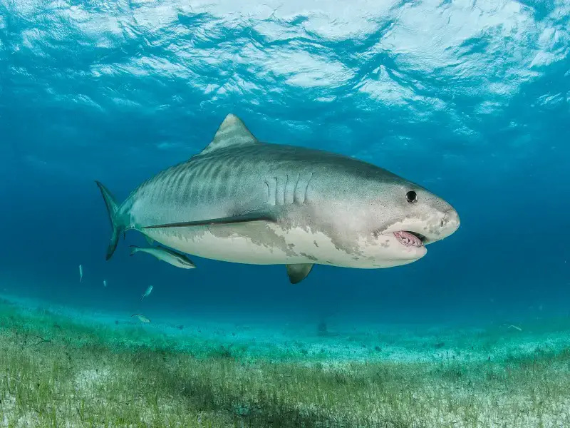¿Hay tiburones en el Océano Índico? 7 especies comunes