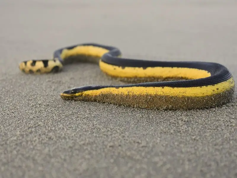 Los 11 animales más peligrosos de Hawái (fauna silvestre mortal)