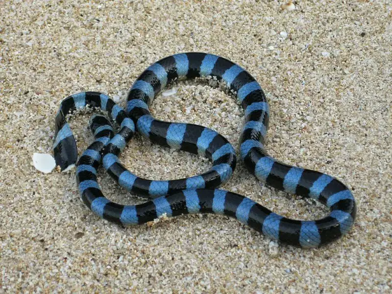 Los 11 animales más peligrosos de Hawái (fauna silvestre mortal)