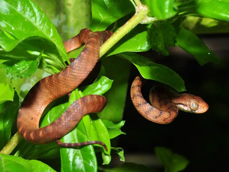 7 animales peligrosos en Singapur a tener en cuenta
