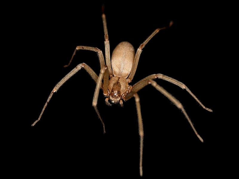 Los 11 animales más peligrosos de Hawái (fauna silvestre mortal)