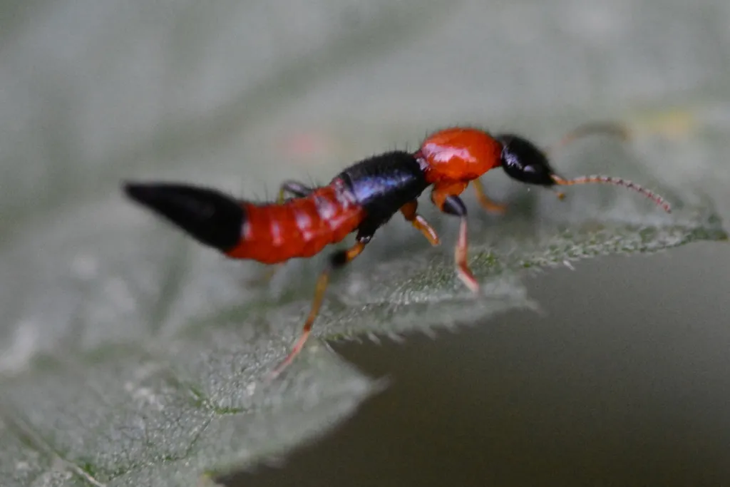 ¡20 insectos y bichos peligrosos en Bali para tener cuidado!