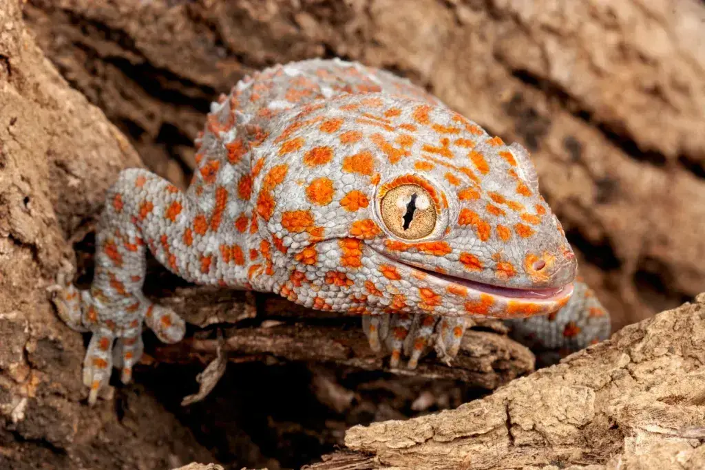 ¡20 insectos y bichos peligrosos en Bali para tener cuidado! ¡20 insectos y bichos peligrosos en Bali para tener cuidado!