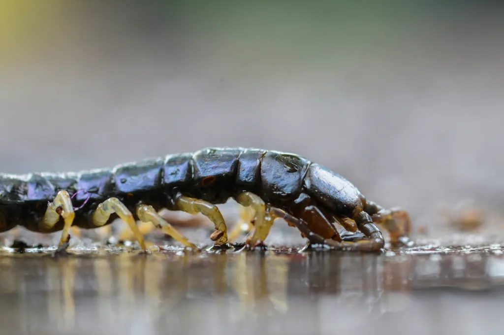 Más de 20 insectos y bichos imperdibles en Vietnam que muerden y pican Más de 20 insectos y bichos imperdibles en Vietnam que muerden y pican