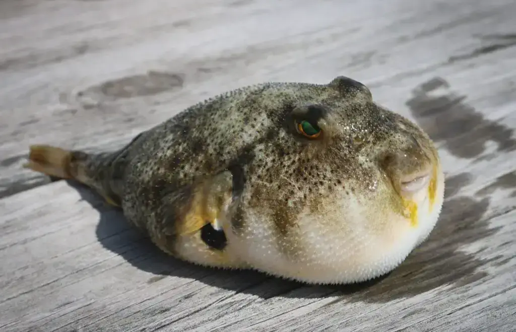 Los 9 animales más peligrosos de Japón: ¡depredadores y más!