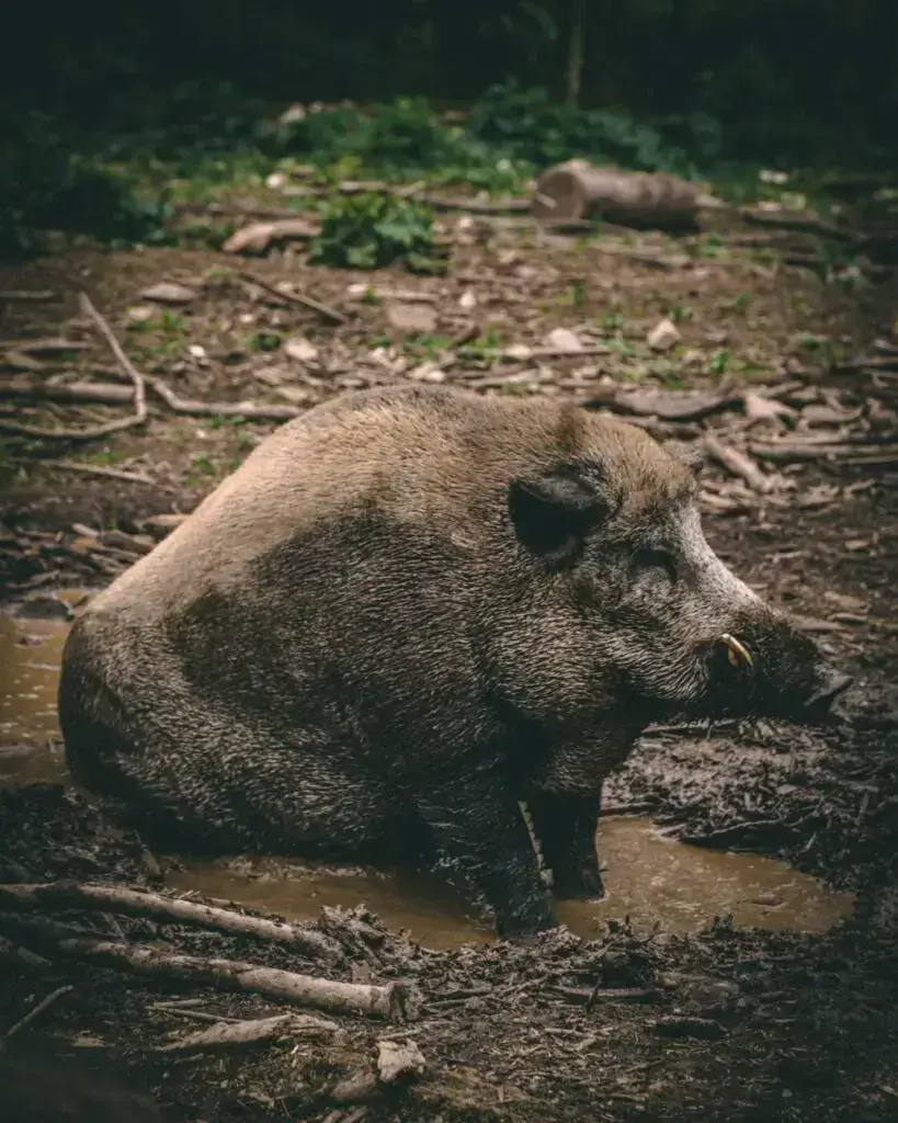 Los 9 animales más peligrosos de Japón: ¡depredadores y más!