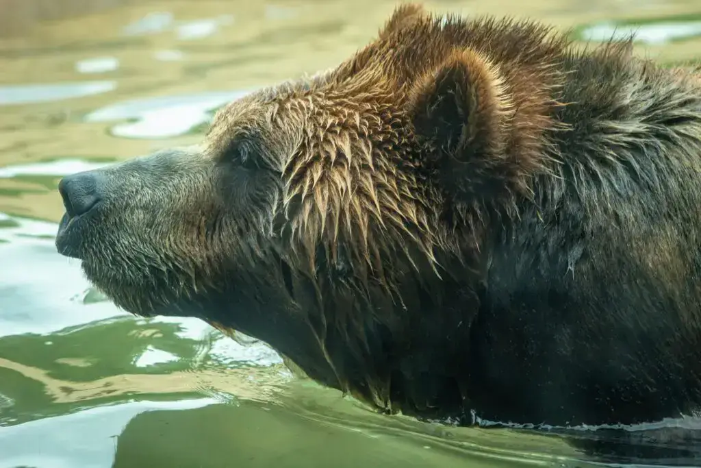 Los 9 animales más peligrosos de Japón: ¡depredadores y más!