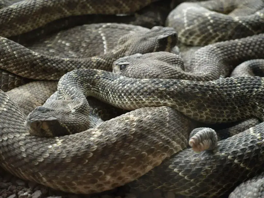 Los 9 animales más peligrosos de Japón: ¡depredadores y más!