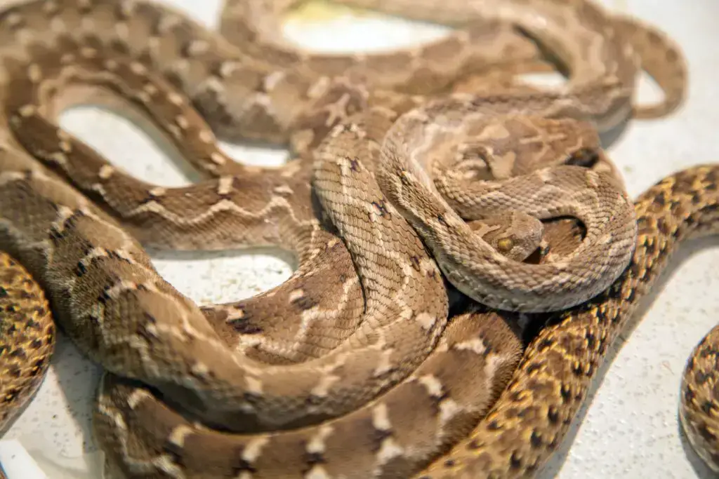 Los 9 animales más peligrosos de Japón: ¡depredadores y más!