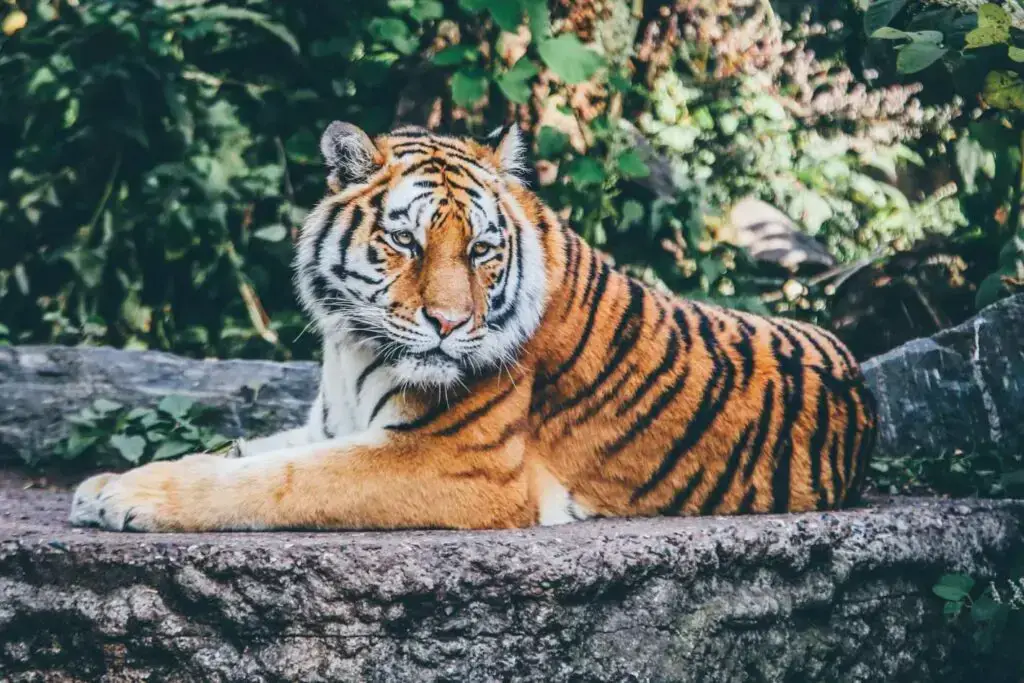 Los 9 animales más peligrosos de Japón: ¡depredadores y más!