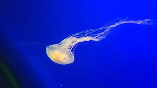 Los 15 animales más peligrosos que puedes encontrar en Tailandia Los 15 animales más peligrosos que puedes encontrar en Tailandia