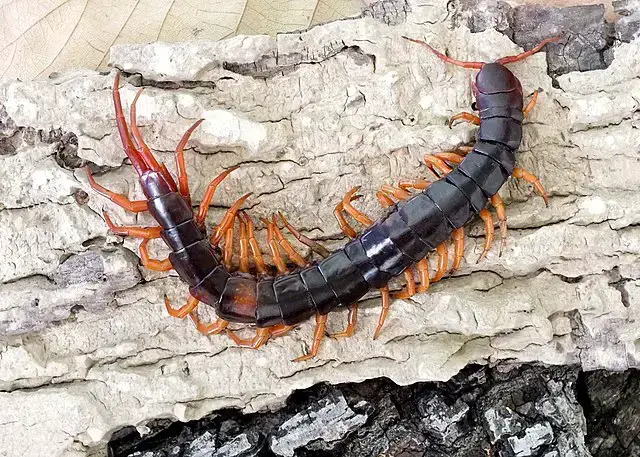 Los 15 animales más peligrosos que puedes encontrar en Tailandia Los 15 animales más peligrosos que puedes encontrar en Tailandia