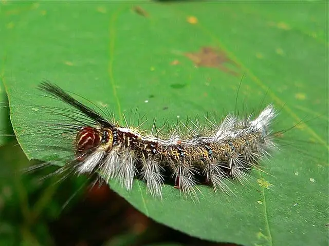 Los 15 animales más peligrosos que puedes encontrar en Tailandia Los 15 animales más peligrosos que puedes encontrar en Tailandia