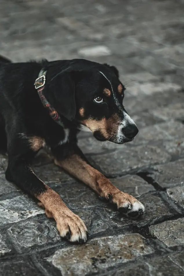 Los 15 animales más peligrosos que puedes encontrar en Tailandia Los 15 animales más peligrosos que puedes encontrar en Tailandia