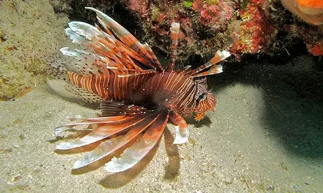 Los 15 animales más peligrosos que puedes encontrar en Tailandia Los 15 animales más peligrosos que puedes encontrar en Tailandia