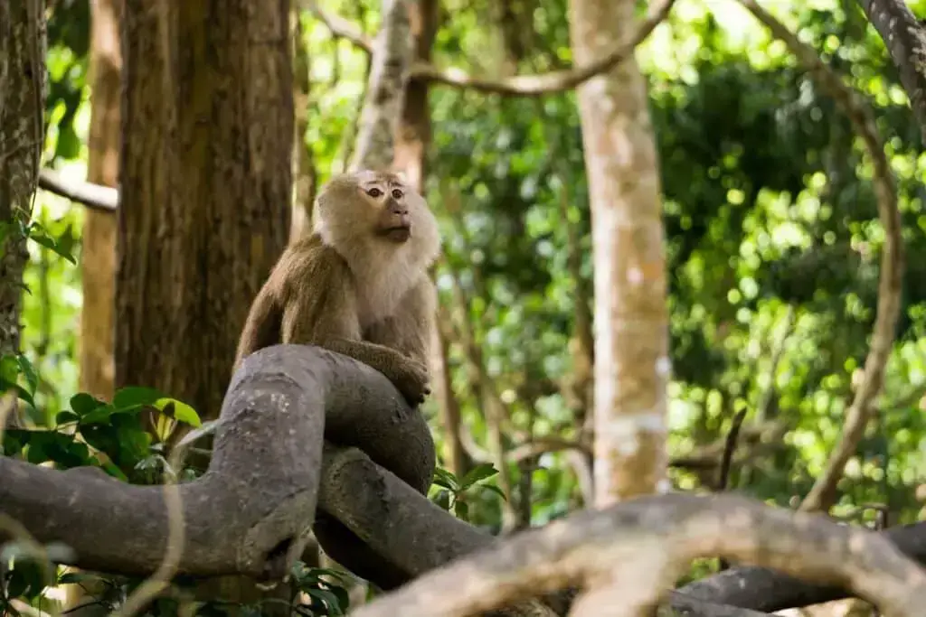 Los 15 animales más peligrosos que puedes encontrar en Tailandia Los 15 animales más peligrosos que puedes encontrar en Tailandia
