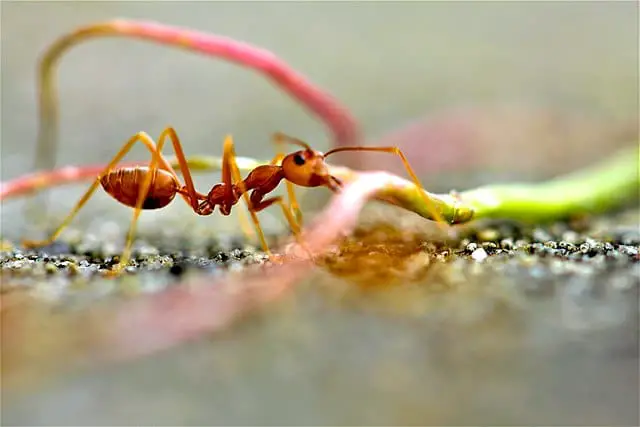 Los 15 animales más peligrosos que puedes encontrar en Tailandia Los 15 animales más peligrosos que puedes encontrar en Tailandia