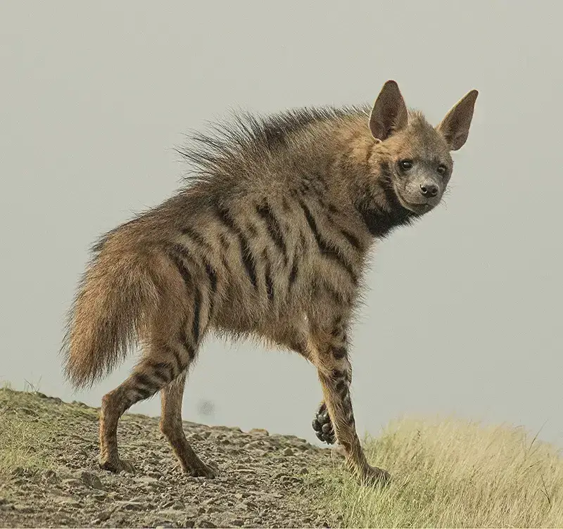 7 animales peligrosos en Marruecos: la vida salvaje más letal