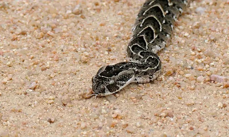 7 animales peligrosos en Marruecos: la vida salvaje más letal