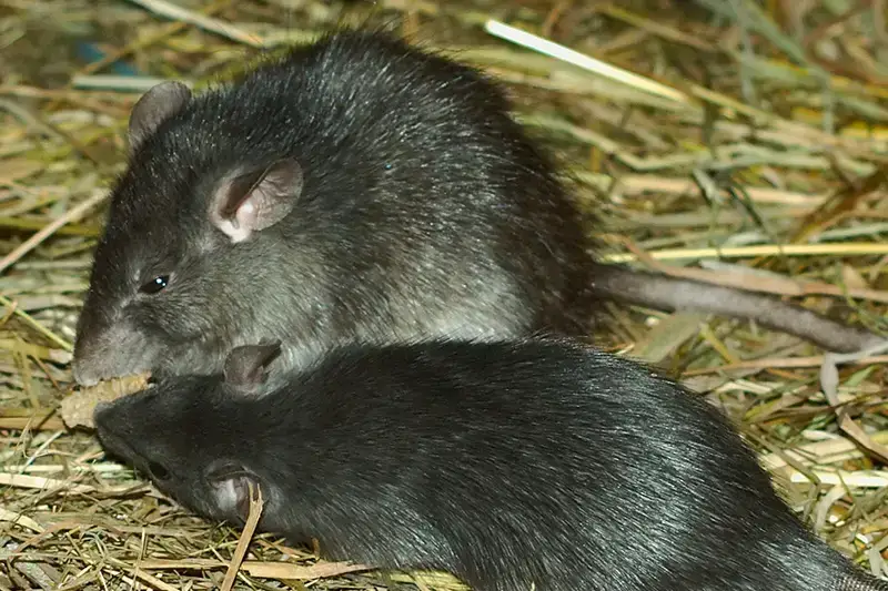 7 animales peligrosos en Marruecos: la vida salvaje más letal