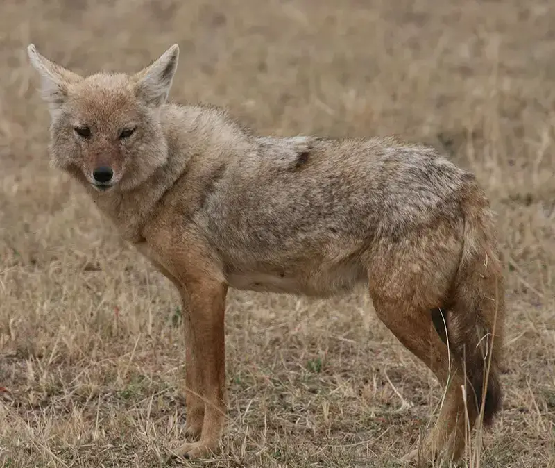 7 animales peligrosos en Marruecos: la vida salvaje más letal