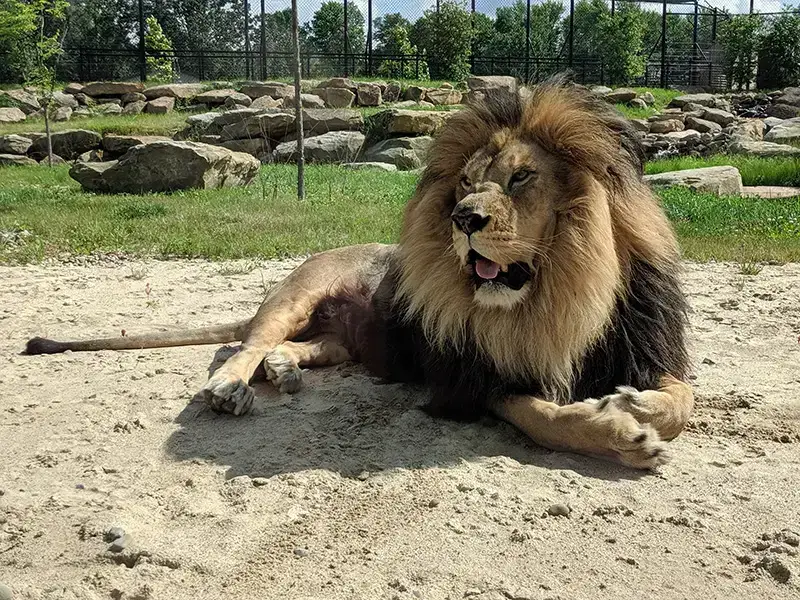 7 animales peligrosos en Marruecos: la vida salvaje más letal