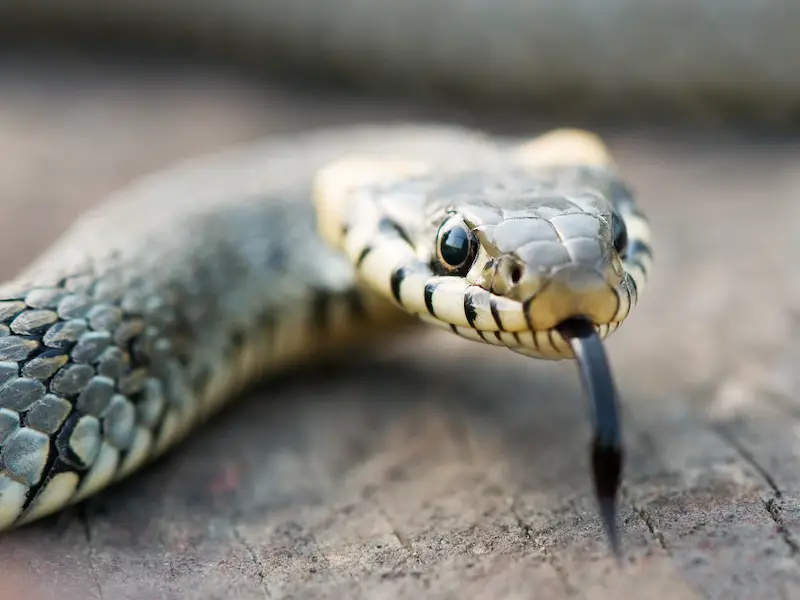 Las serpientes más peligrosas de Japón: 7 especies a evitar Las serpientes más peligrosas de Japón: 7 especies a evitar