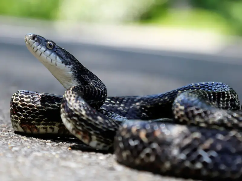 Las serpientes más peligrosas de Japón: 7 especies a evitar Las serpientes más peligrosas de Japón: 7 especies a evitar