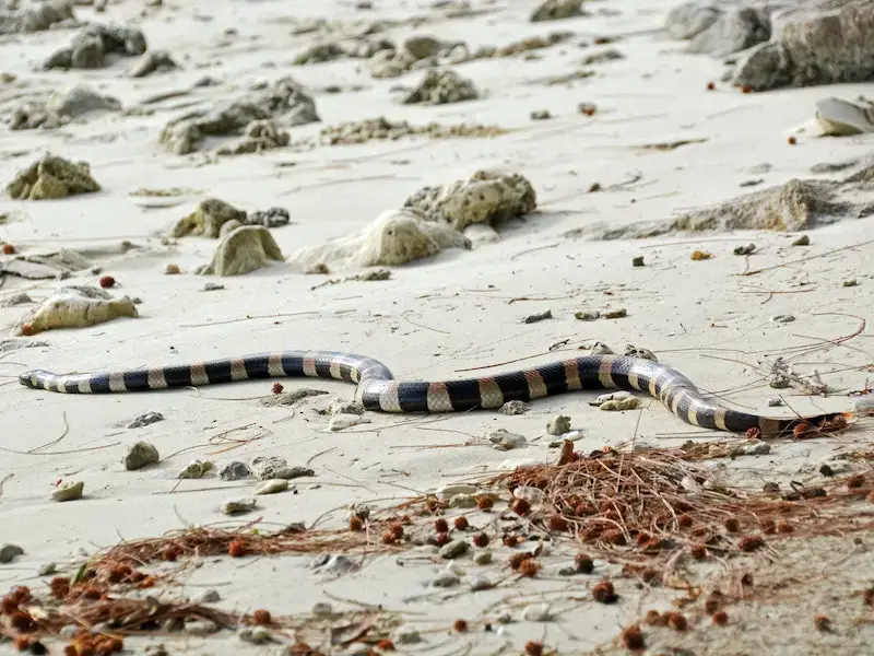 Las serpientes más peligrosas de Japón: 7 especies a evitar Las serpientes más peligrosas de Japón: 7 especies a evitar