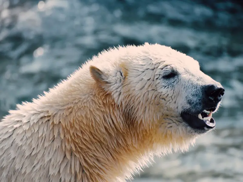 Los 9 animales más mortíferos