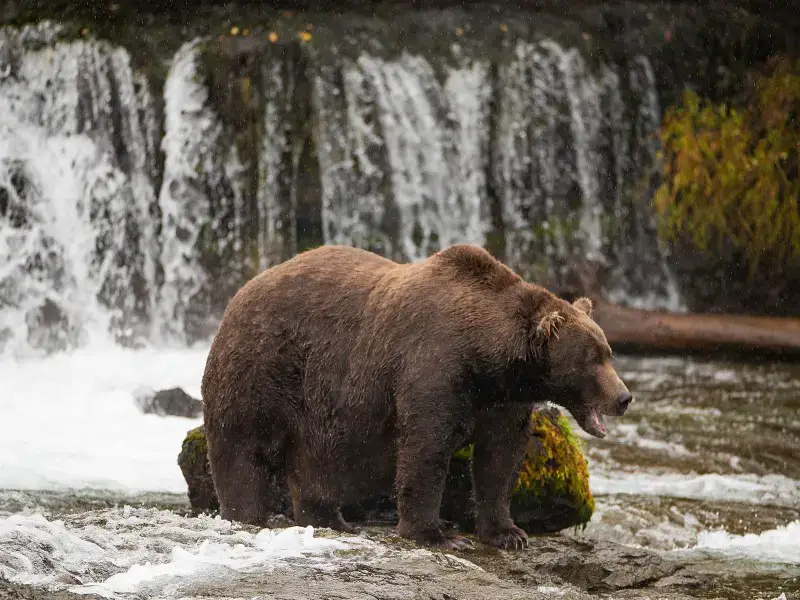 Los 7 animales más peligrosos de Canadá que debes conocer