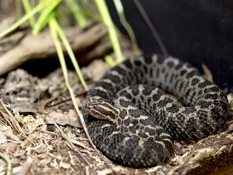 Los 7 animales más peligrosos de Canadá que debes conocer