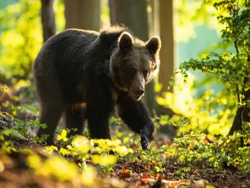 Los 9 animales más mortíferos