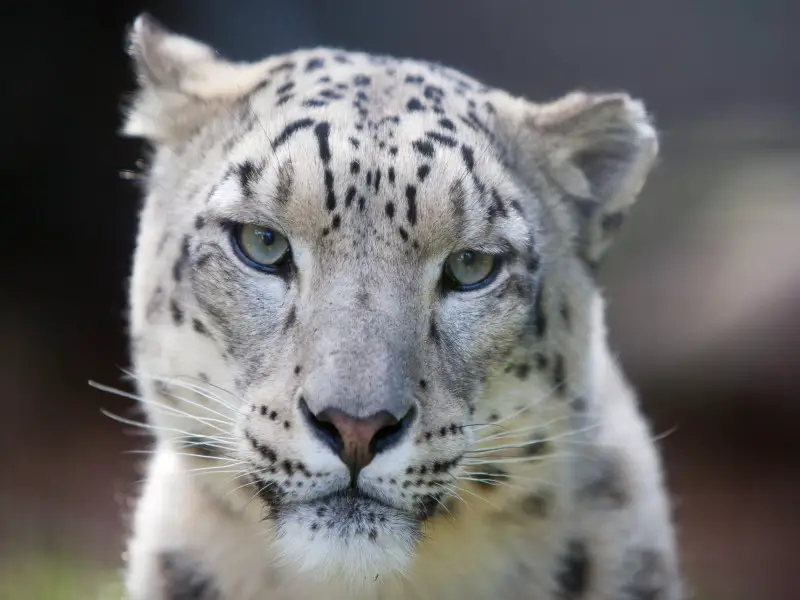 Los 9 animales más aterradores y peligrosos de Sri Lanka