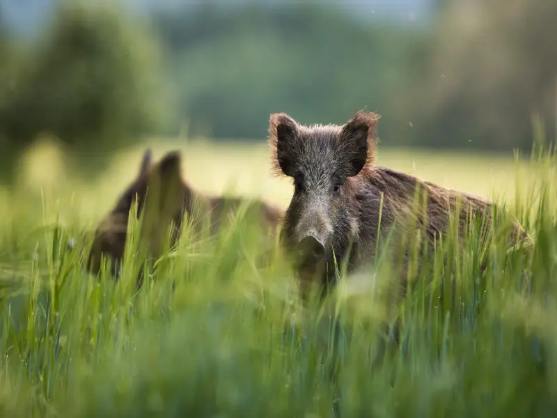 Los 9 animales más peligrosos de Pakistán de los que hay que mantenerse alejado