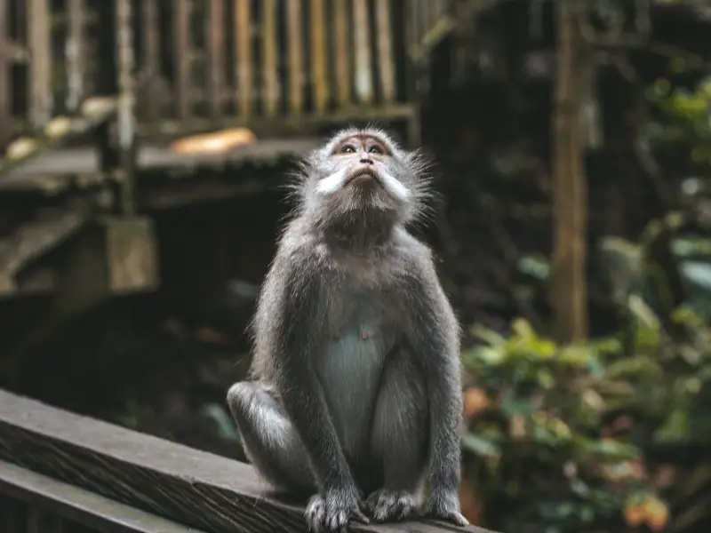 Los 9 animales más aterradores y peligrosos de Sri Lanka