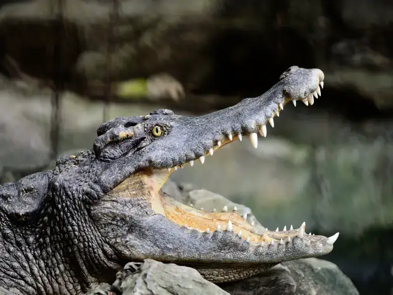 Los 7 animales más peligrosos de Camboya: fauna mortal
