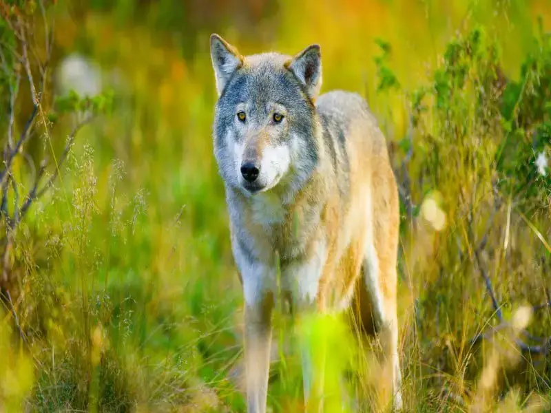 Los 9 animales más peligrosos de Pakistán de los que hay que mantenerse alejado