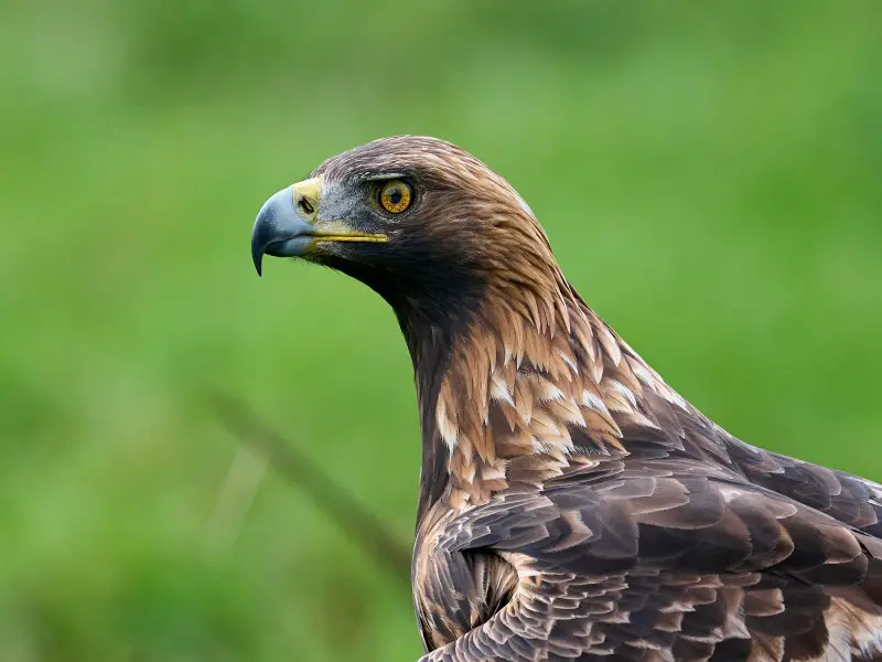 7 animales peligrosos en Suiza que los viajeros deben evitar