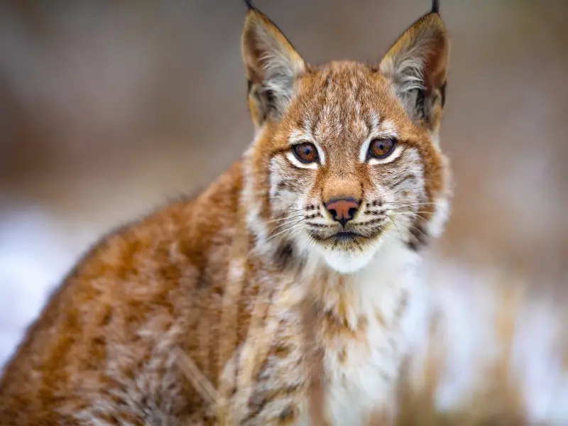 Los 9 animales más mortíferos